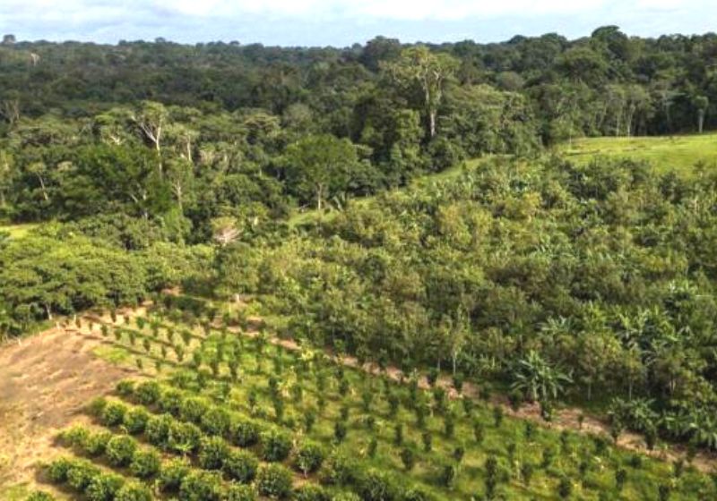 Estima-se que a união das empresas contribuirá para a proteção de mais de quatro mil espécies de animais e plantas nas florestas brasileiras. Foto: Reprodução