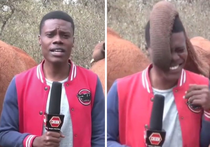 O registro do carinho do filhote de elefante órfão foi compartilhado pela Sheldrick Wildlife Trust e viralizou nas redes sociais. Fotos: Reprodução/vídeo