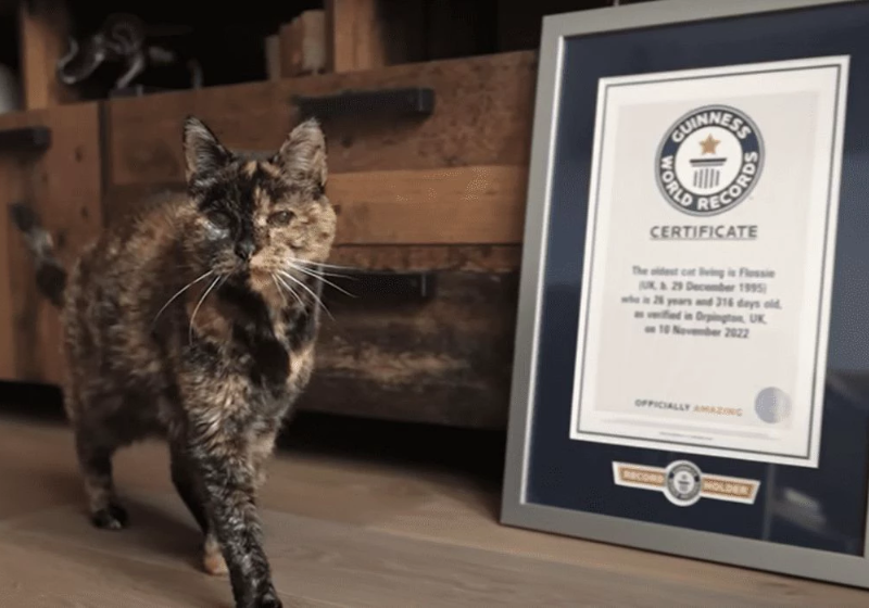 A gata entrou para o Guinness Book como o felino vivo mais velho do mundo - Foto: arquivo pessoal