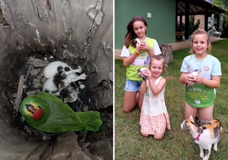 Os gatinhos encontrados pelo papagaio foram bem recebidos pela filha do fazendeiro e pela gatinha da família. Fotos: Reprodução/vídeo