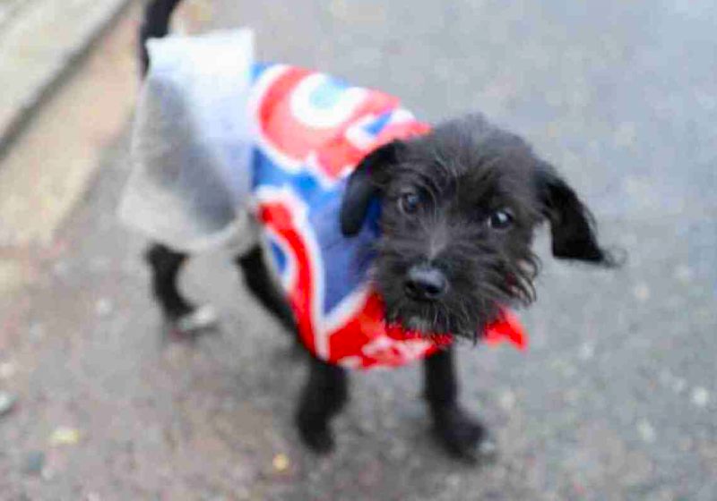 A cachorrinha vira-lata Resistência ficou 580 dias na porta da PF, enquanto Lula esteve preso em 2018/2019 - Foto: Reprodução / Twitter / @lulaoficial