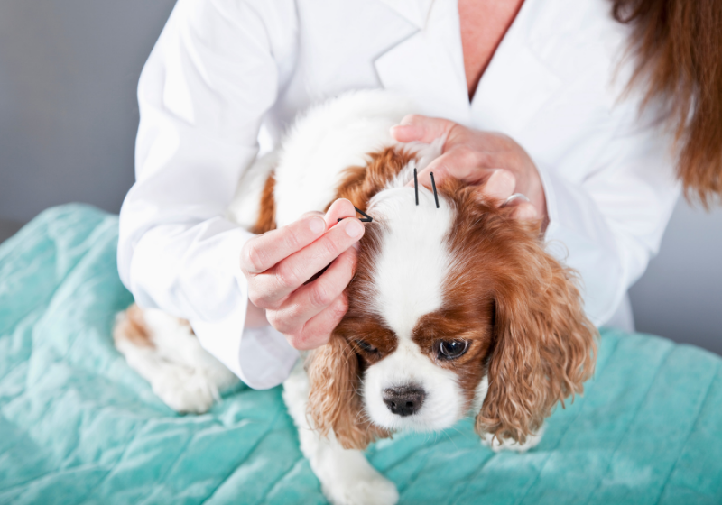 A acupuntura pode ser feita em pets de todas as idades e tamanhos e tem diversos benefícios - Foto: Pixabay