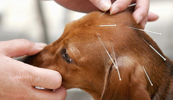 O tratamento só deve ser feito por veterinário especializado - Foto: Pixabay