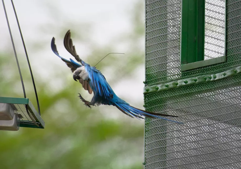 As ararinhas-azuis soltas no sertão baiano serão monitoradas pelo ICMBio - Foto: ACTP