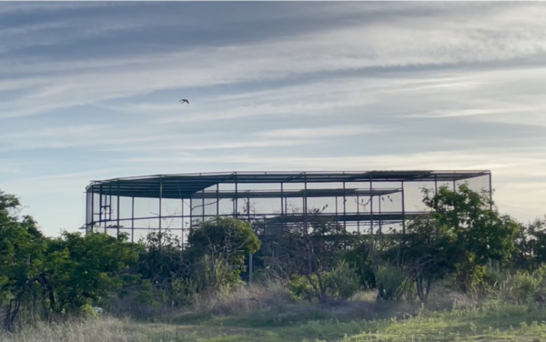 Mais de 10 ararinhas-azuis são soltas no sertão baiano — Foto: Victor Flores