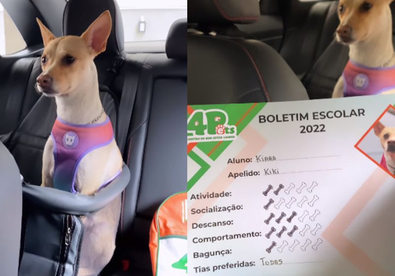 Meu Cachorro Comeu Seu Boletim Escolar E Col Filhotes - Temu Portugal