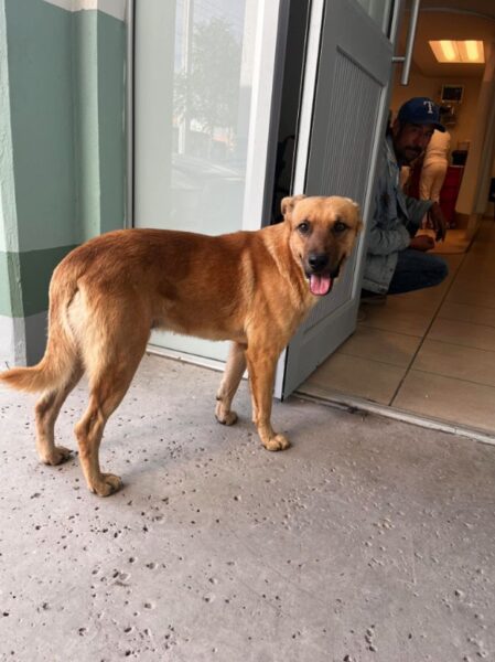 El Palomo, o herói! - Foto: reprodução Twitter