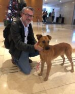 Tudo foi possível porque o médico veterinário Christiano Yamasaki, um dos responsáveis pelos cães do evento, acabou acionado a equipe para identificar o Caramelo. Foto: Rede Social