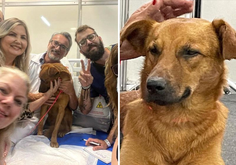 Os novos tutores se derreteram com charme do caramelo, que já está em casa com eles. Fotos: Redes Sociais