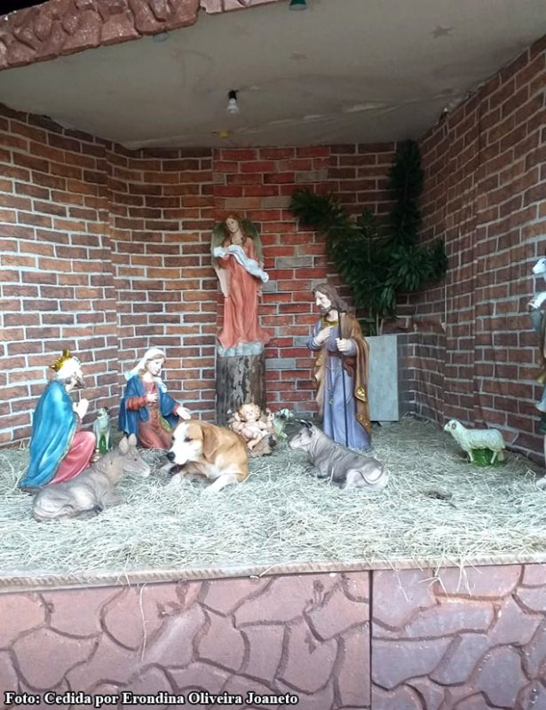 O caramelo no meio do presépio, se sentindo em casa - Foto Erondina Oliveira Joaneto