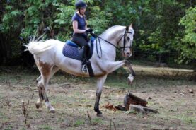 Endo bateu três recordes mundiais para cavalos cegos no final de outubro. Foto: Reprodução/Internet