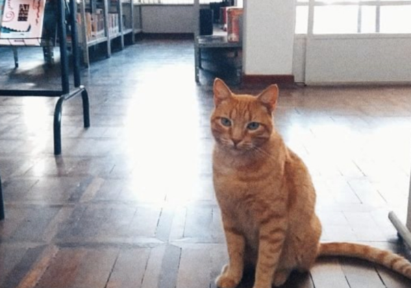 Graças ao apelo popular, Lelo voltou a viver como gosta: entre os livros. - Foto: Reprodução Instagram