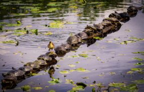 ‘Desculpe-me… Perdoe-me!’ ficou entre as mais recomendadas e foi tirada em Juanita Bay Park, Lake Washington, Kirkland, EUA. Foto: Ryan Sims