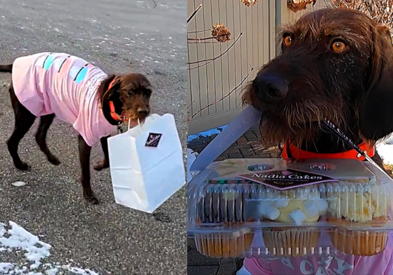 Os cupcakes são entregues com um cão entregador super fofo, que tem apaixonado os internautas. - Foto: reprodução TikTok