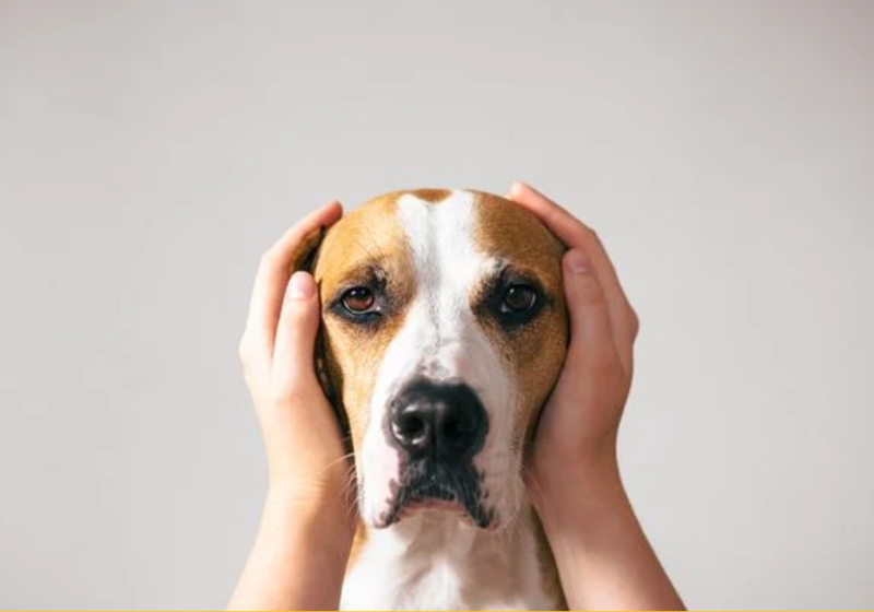 O professor veterinário ensina o que fazer para proteger o se pet do barulho dos fogos de artifício - Foto: Pixabay