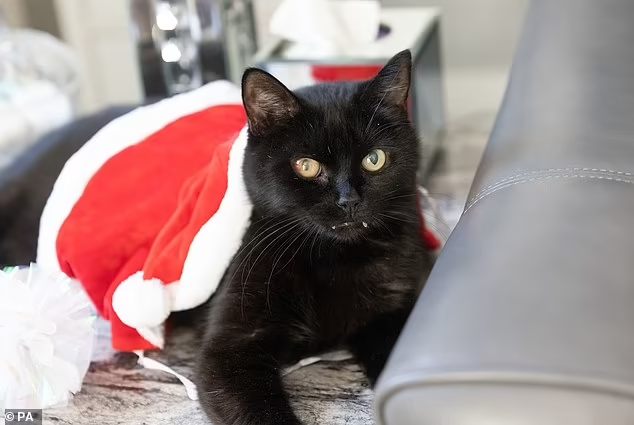 O gato preto Billy levou sorte para a casa da família - Foto arquivo pessoal