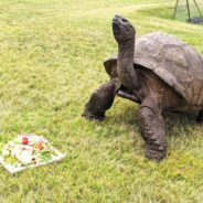 Foto: @st.helena.tourism