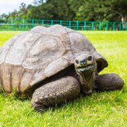 Foto: @st.helena.tourism