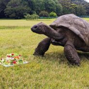 Foto: @st.helena.tourism