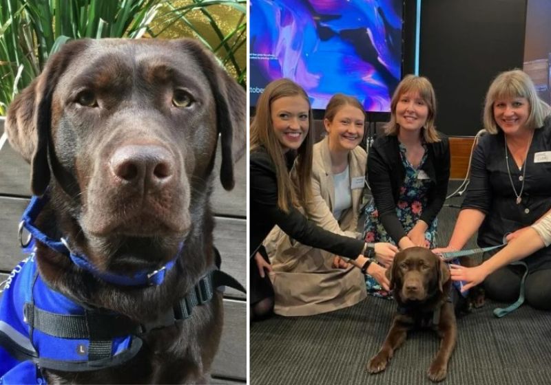 Lucy passará um dia por semana no tribunal de família, para levar conforto e apoio a crianças e adultos que precisam. Fotos: Reprodução/Internet