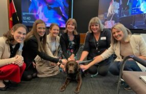 Hoje em dia, cães de apoio emocional e terapia estão surgindo até mesmo nos ambientes mais profissionais. Foto: Reprodução/Internet