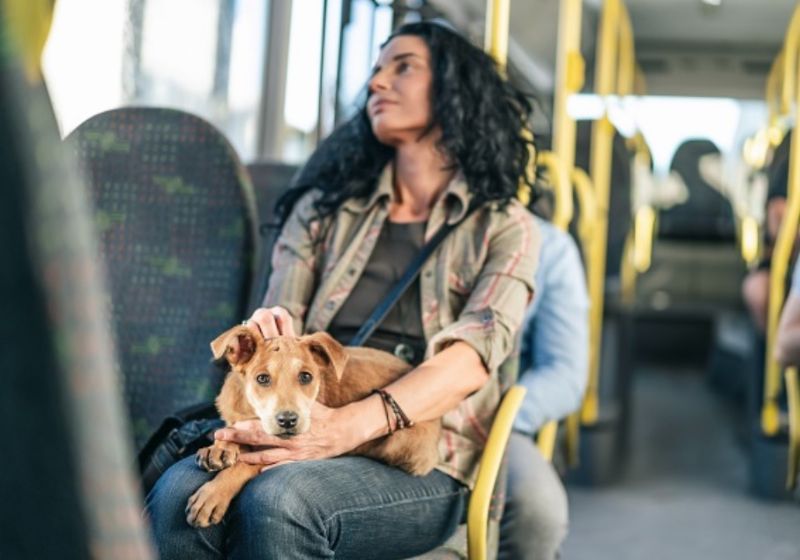 O tutor fica responsável por garantir a segurança do animal e dos passageiros, e também deve garantir a higiene e conforto de todos. Foto: Carlos Gandra/CLDF