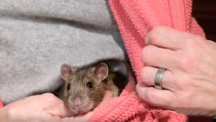 E não para por aí. A ratinha ainda afastou o cigarro antes que o fogo pudesse se alastrar mais ainda. Foto: NY Post