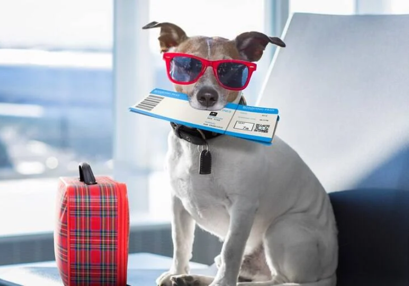 O serviço de bordo para animais será oferecido gratuitamente pela Azul - Foto: Pixabay