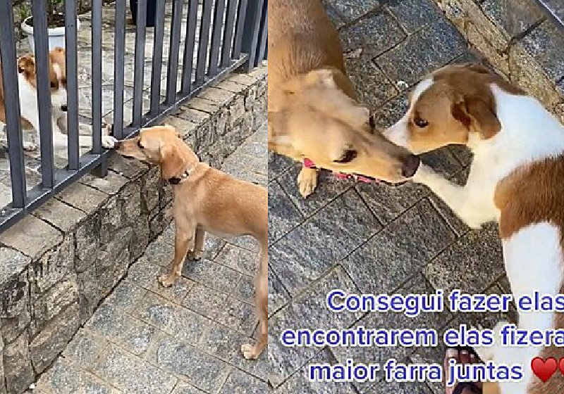 Não te grade que separe a amizade dessas duas cachorrinhas - Fotos: reprodução / Tiktok