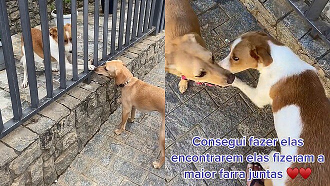 A farra que fazem ao se encontrarem mostra a amizade das duas cachorrinhas - Fotos: reprodução / Tiktok