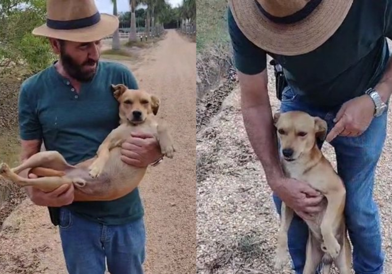 As travessuras do vira-lata caramelo caíram no gosto dos internautas. O Vicente é o maior sucesso! - Foto: reprodução TikTok @maiconsouzad