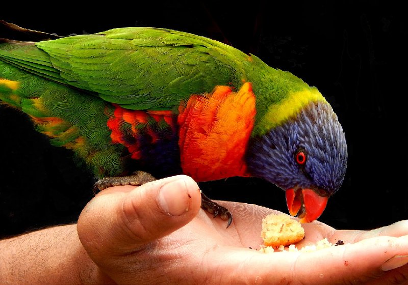 O poder da bondade é maior do que se pensa e reflete na saúde psicológica do ser humano - Foto: Kate / Pixabay