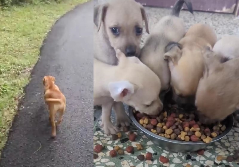 Depois de seguir a cachorrinha desesperada, a motorista resgatou os filhotes famintos no meio da floresta - Foto: reprodução / The Dodo