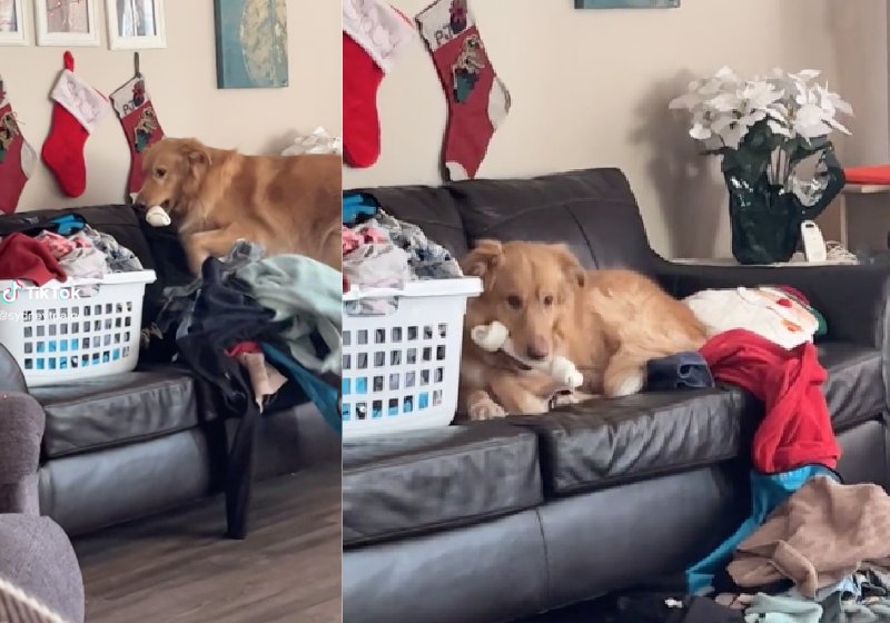 O cão abusado derruba todas as roupas limpas que estavam no sofá para deitar lá com seu osso - Fotos: reprodução / TikTok