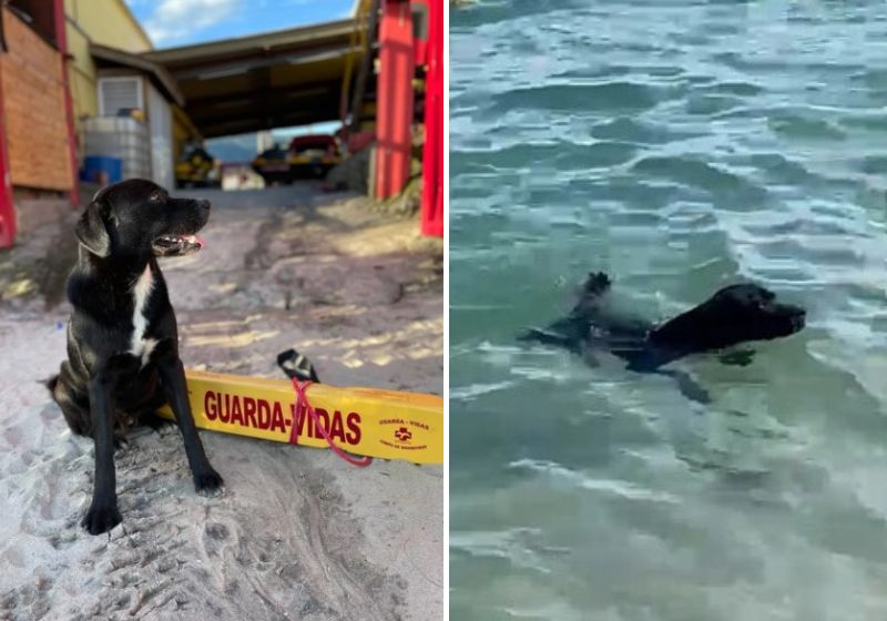 Pessoas que testemunharam a bravura do cão adotado pelos bombeiros, gravam vídeos durante o resgate dos turistas - Fotos: Reprodução/vídeo