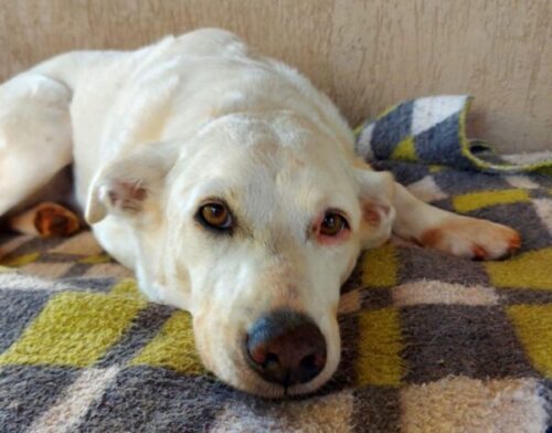 Odin! - Foto: Diário do Rio Claro