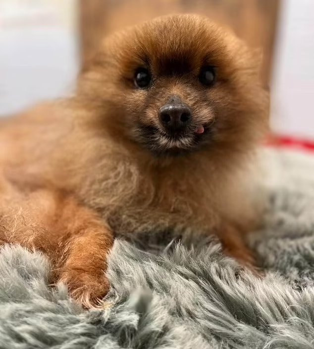 O cão idoso Merlin foi adotado de um abrigo - Foto: reprodução / DailyMail