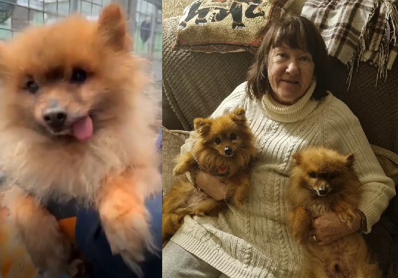 Merlin, o cão idoso adotado, sua nova mãe, Margaret e o irmãozinho chihuahua Chloe - Fotos: DailyMail