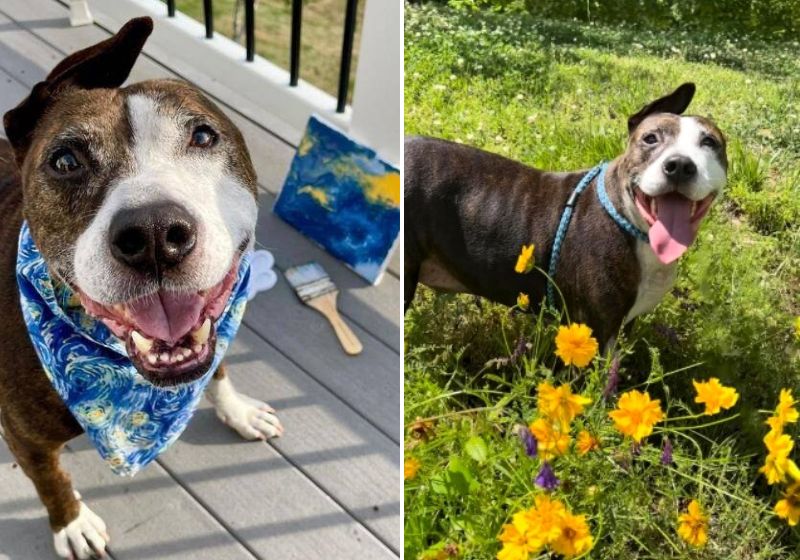 O nome do cão é inspirado no célebre pintor holandês Van Gogh, autor de quadros como “Girassóis”, que cortou a própria orelha. Fotos: Reprodução / Internet