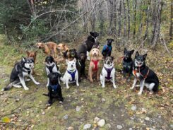 Foto: @mo_mountain_mutts