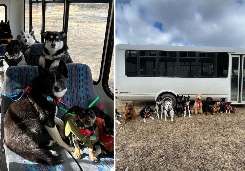 O casal Mo e Lee Thompson criou o Mo Mountain Mutts, um serviço de treinamento e caminhada de cães. Fotos: Reprodução/Redes Sociais