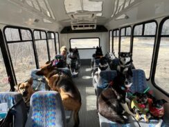 Foto: @mo_mountain_mutts