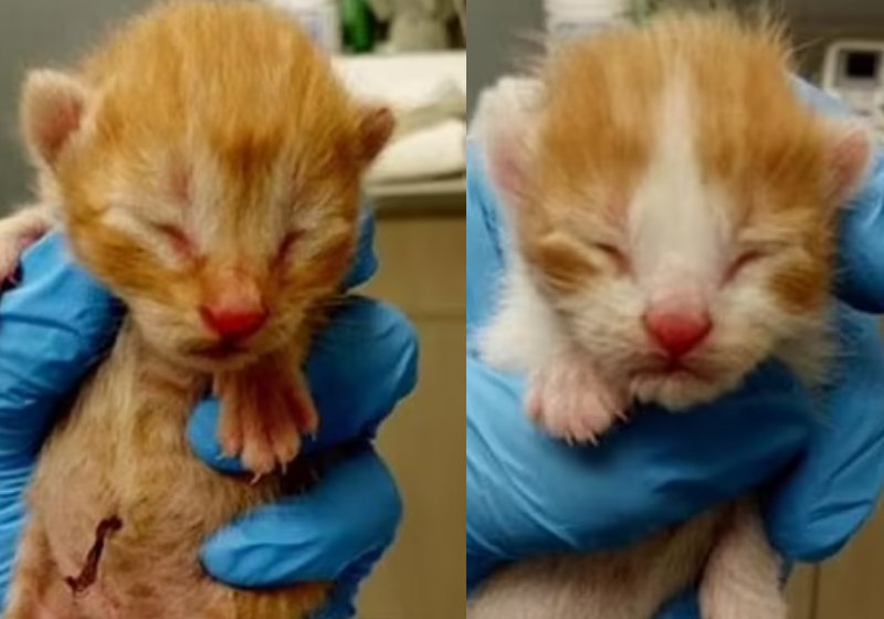 Dois dos gatinhos adotados depois da promoção da companhia aérea - Fotos: reprodução / Twitter