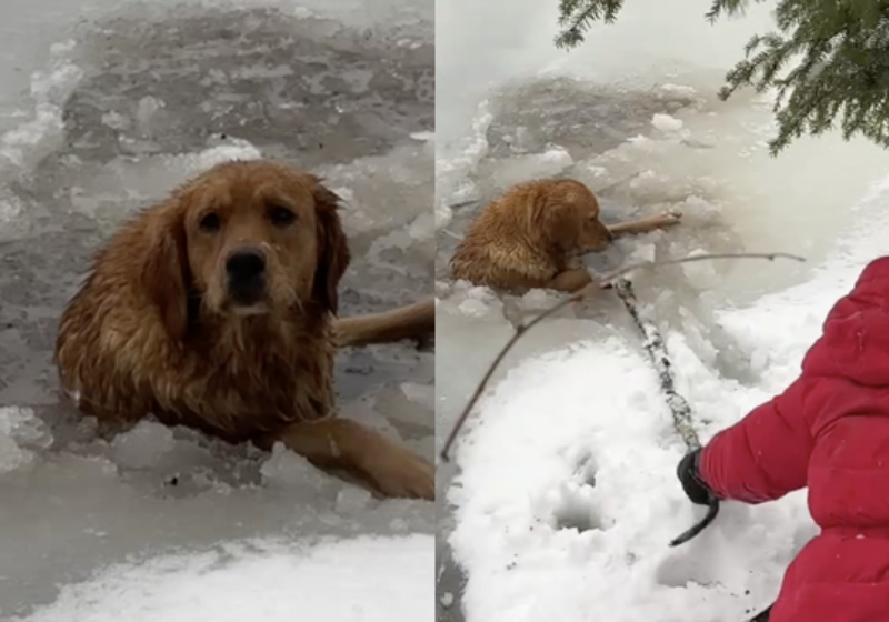 A família retirou o cão do lago congelado em tempo - Foto: reprodução Instagram @ponchodeandatv
