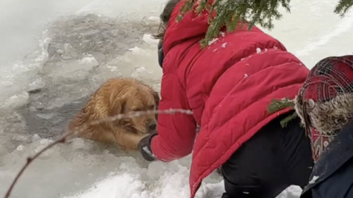 Família resgata cachorro após ele cair em lago congelado - Foto: reprodução Instagram @ponchodeandatv