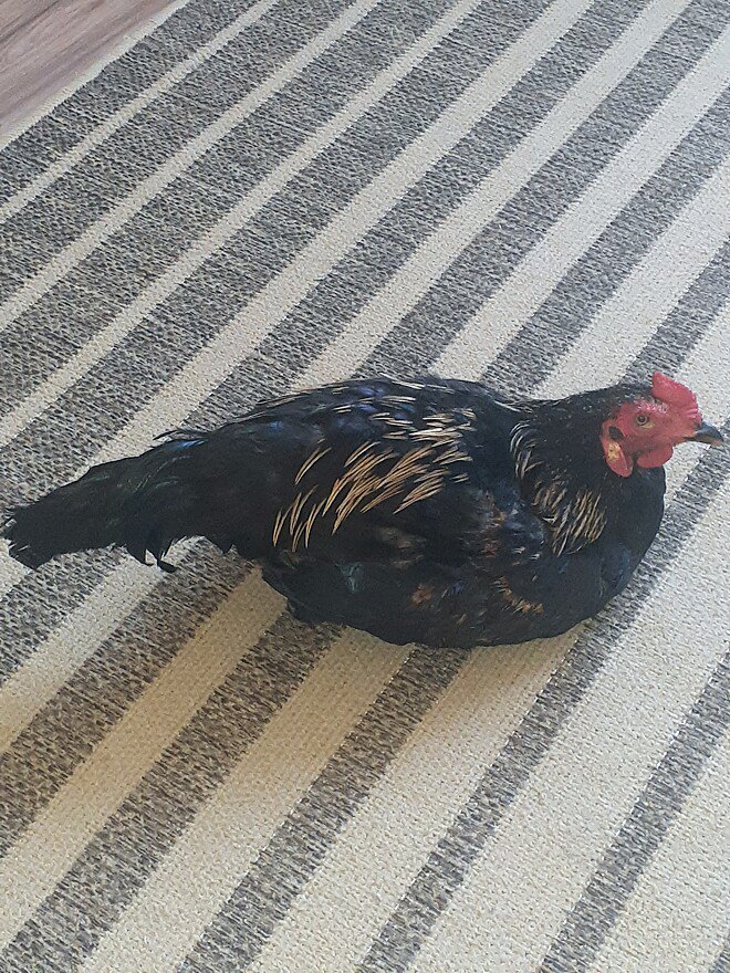 O galo que tirou Liliani da depressão vive com ela dento de casa - Foto: arquivo pessoal