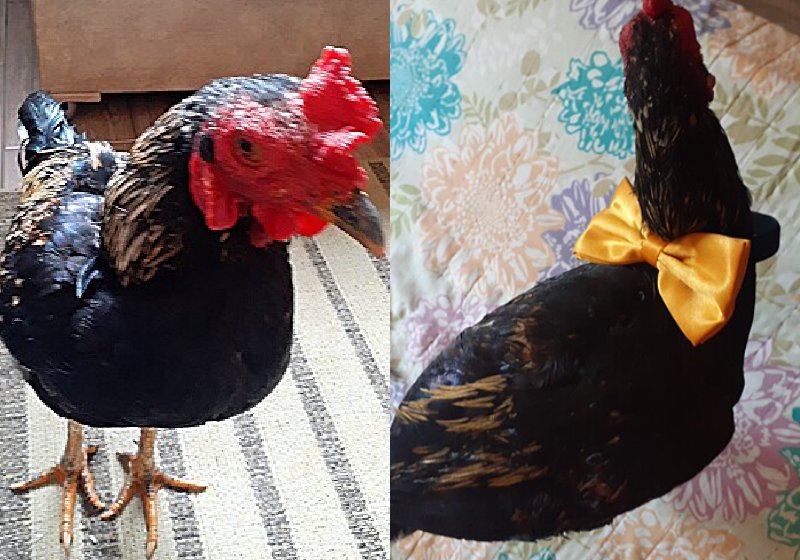 O amor pelo galo Ataliba, que precisava de ajuda ao nascer quase cego, tirou sua tutora da depressão - Fotos: Liliani Moreira / arquivo pessoal