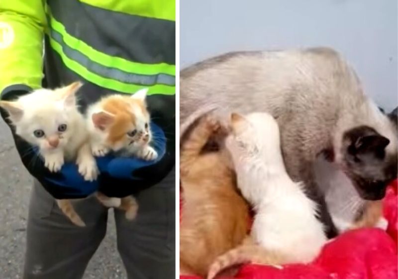 Os gatinhos foram covardemente abandonados num saco de lixo e agora estão recebendo amor e carinho da mamãe adotiva. Fotos: Reprodução/Vídeo