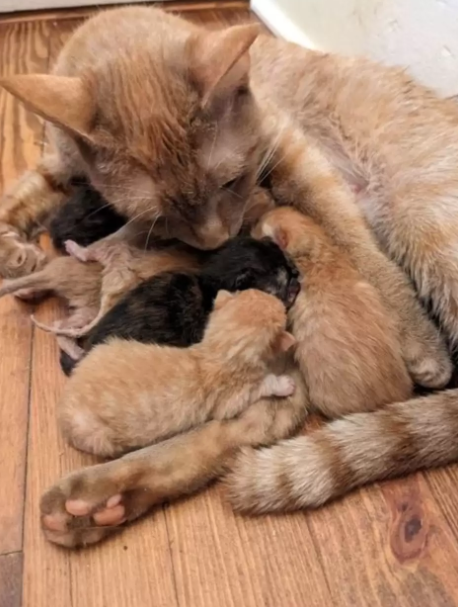 Flamingo teve os filhotes em segurança. Foto: Reprodução/Vídeo