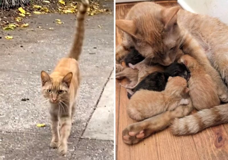 “Ela estava implorando para ser resgatada”, disse protetora. Fotos: Reprodução/Vídeo